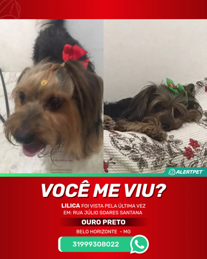 lilica-cachorro-desaparecido-belo-horizonte-30-10-2025_lost_image
