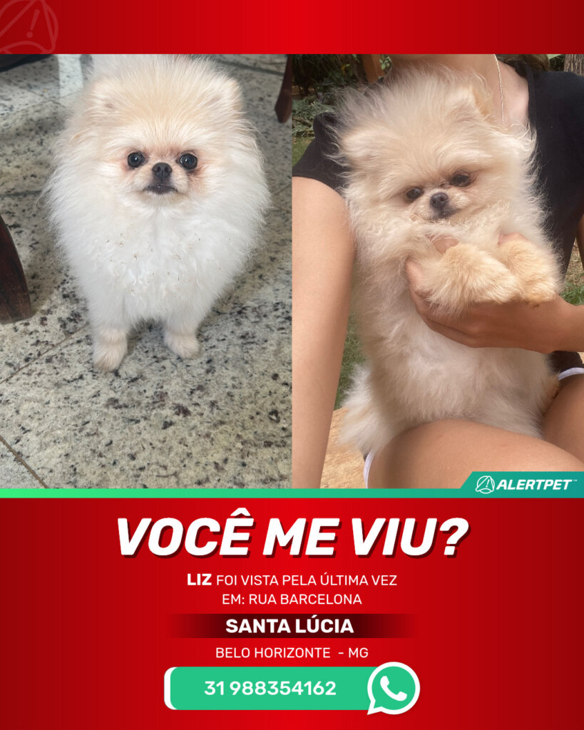 liz-cachorro-desaparecido-belo-horizonte-29-10-2025_lost_image
