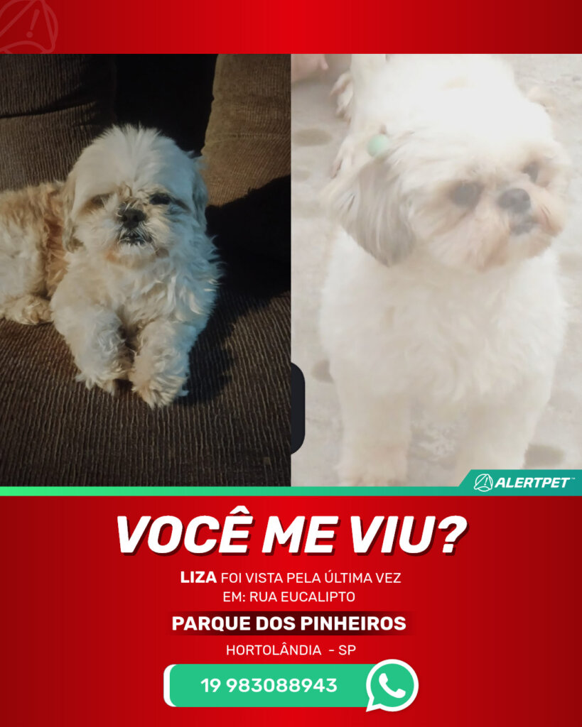 liza-cachorro-desaparecido-hortolandia-25-10-2025_lost_image