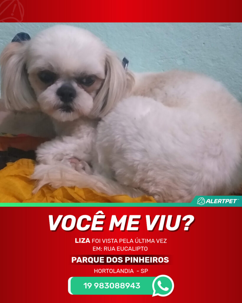 liza-cachorro-desaparecido-hortolandia-26-10-2025_lost_image