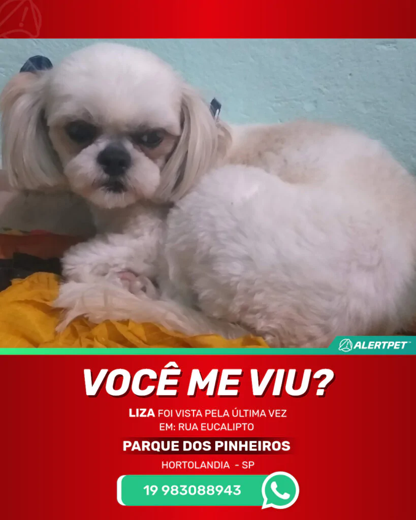 liza-cachorro-desaparecido-hortolandia-26-10-2025_lost_image