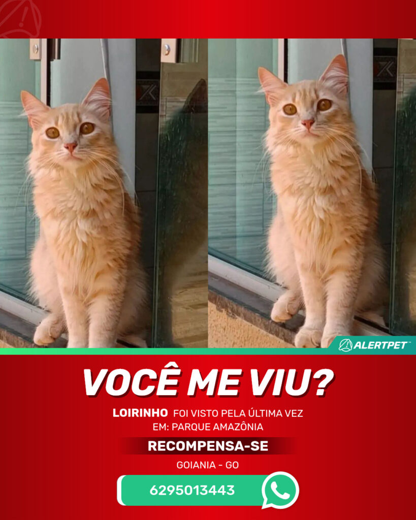 loirinho-gato-desaparecido-goiania-28-10-2025_lost_image