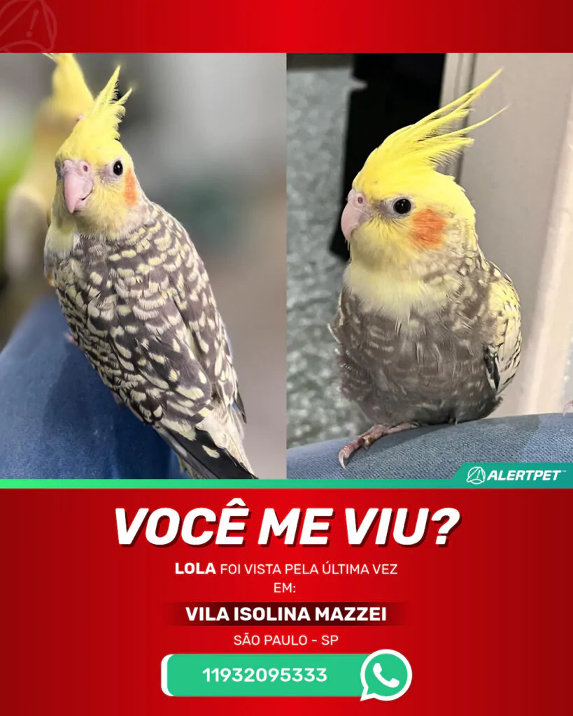 lola-passaro-desaparecido-sao-paulo-29-10-2025_lost_image