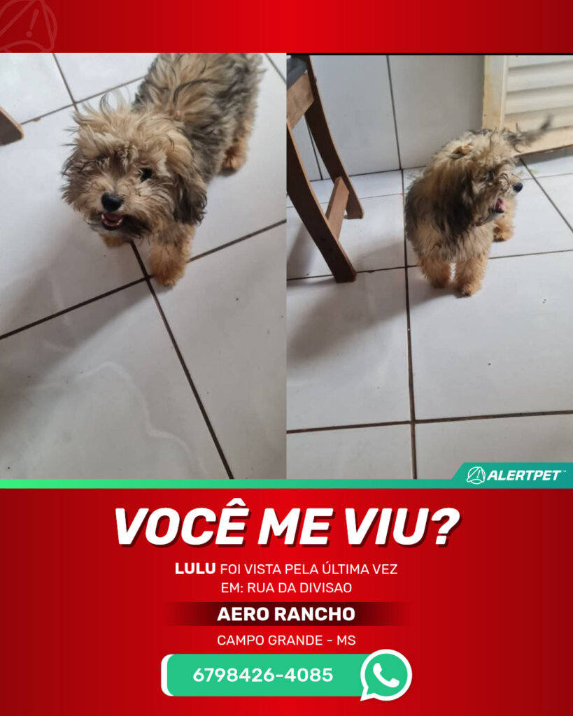 lulu-cachorro-desaparecido-campo-grande-25-10-2025_lost_image