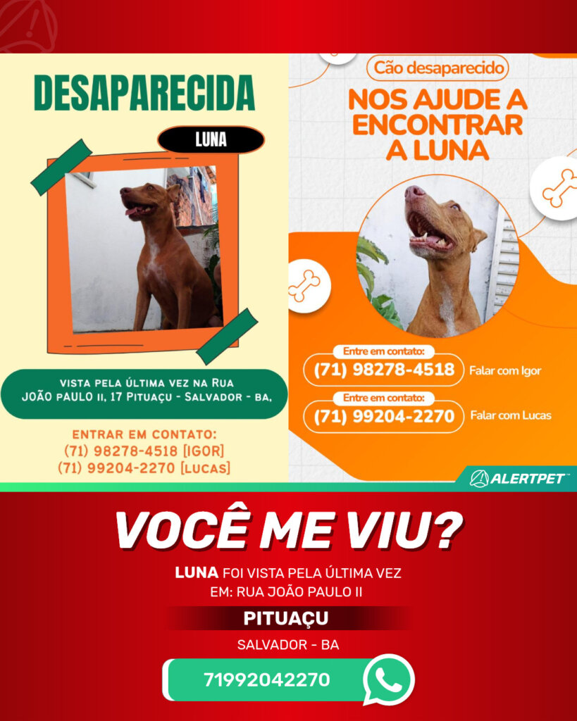 luna-cachorro-desaparecido-salvador-26-10-2025_lost_image