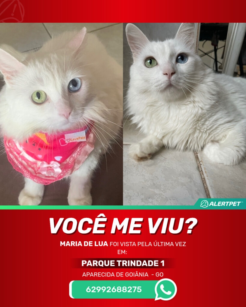 maria-de-lua-gato-desaparecido-aparecida-de-goiania-27-10-2025_lost_image