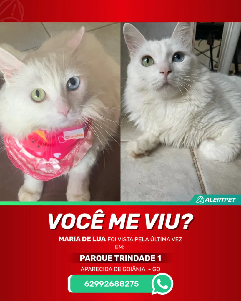 maria-de-lua-gato-desaparecido-aparecida-de-goiania-27-10-2025_lost_image