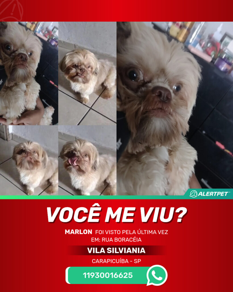 marlon-cachorro-desaparecido-carapicuiba-28-10-2025_lost_image