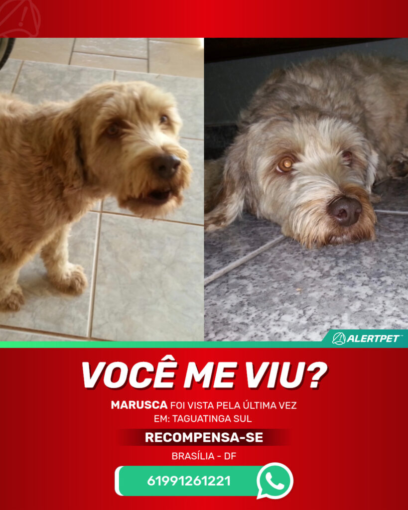 marusca-cachorro-desaparecido-brasilia-24-10-2025_lost_image