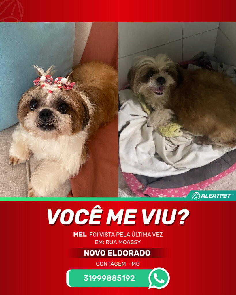 mel-cachorro-desaparecido-contagem-30-10-2025-2_lost_image