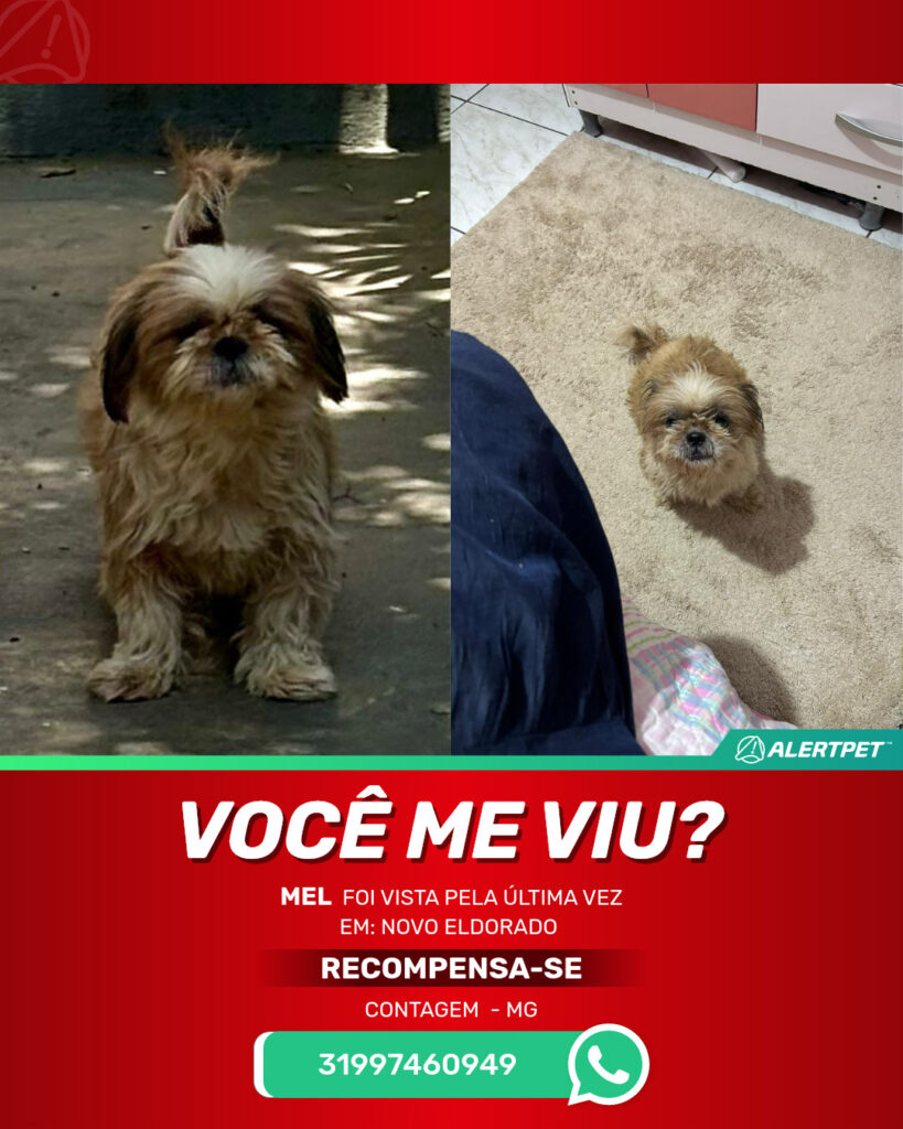 mel-cachorro-desaparecido-contagem-30-10-2025_lost_image