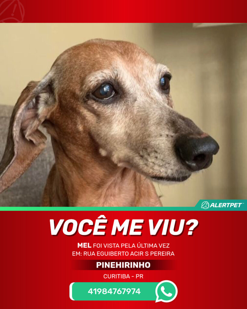 mel-cachorro-desaparecido-curitiba-23-10-2025_lost_image