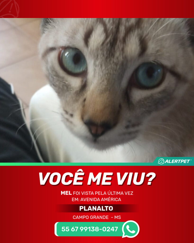 mel-gato-desaparecido-campo-grande-24-10-2025_lost_image
