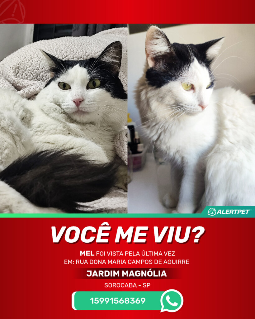 mel-gato-desaparecido-sorocaba-24-10-2025_lost_image