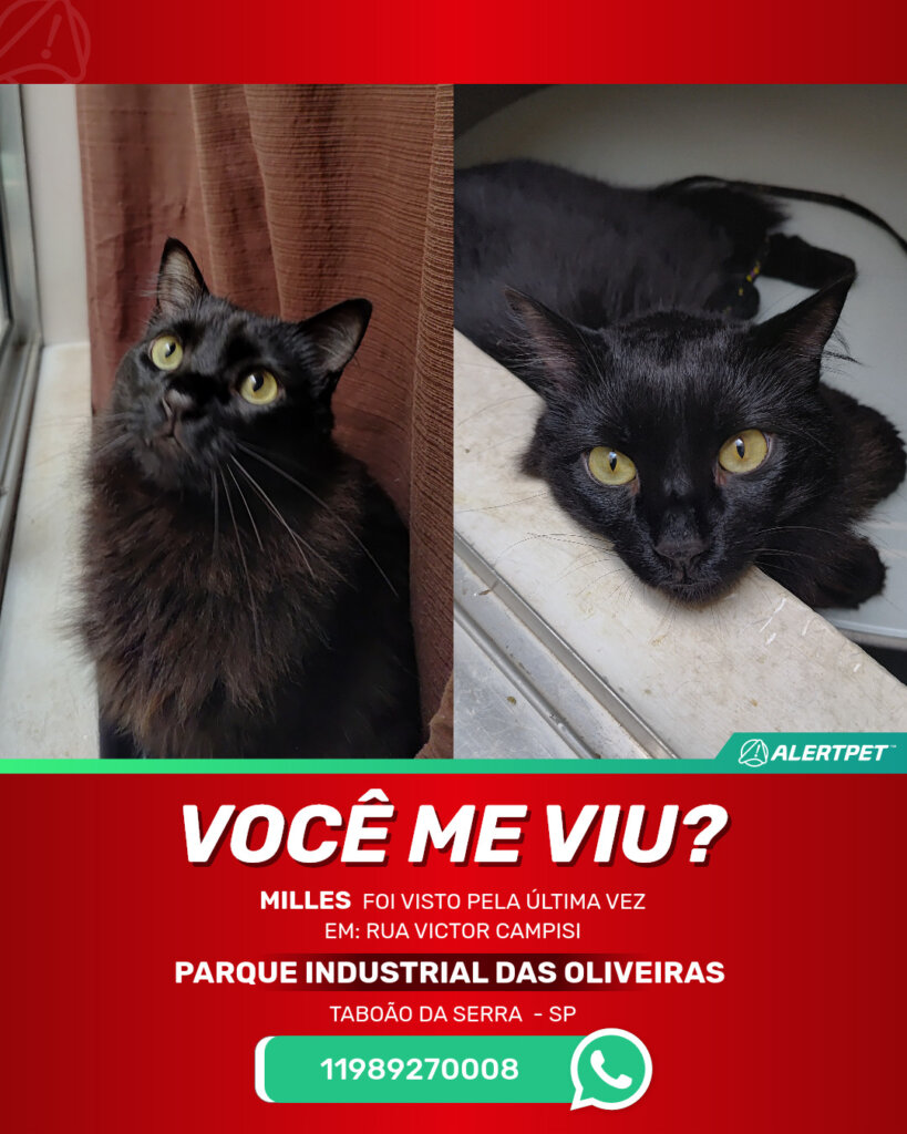 milles-gato-desaparecido-taboao-da-serra-24-10-2025_lost_image