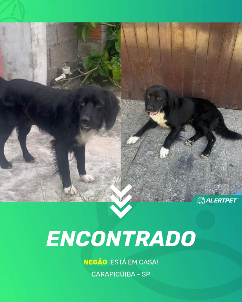negao-cachorro-desaparecido-carapicuiba-19-09-2025_found_image