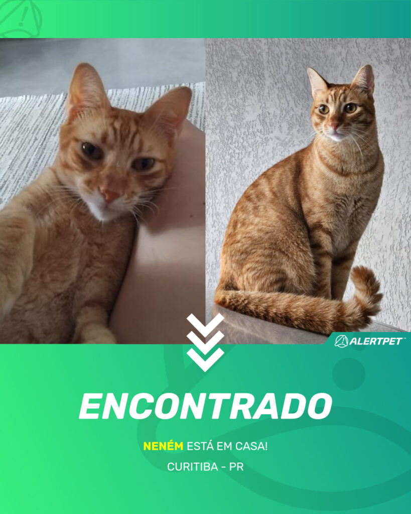 nenem-gato-desaparecido-curitiba-16-10-2025_found_image