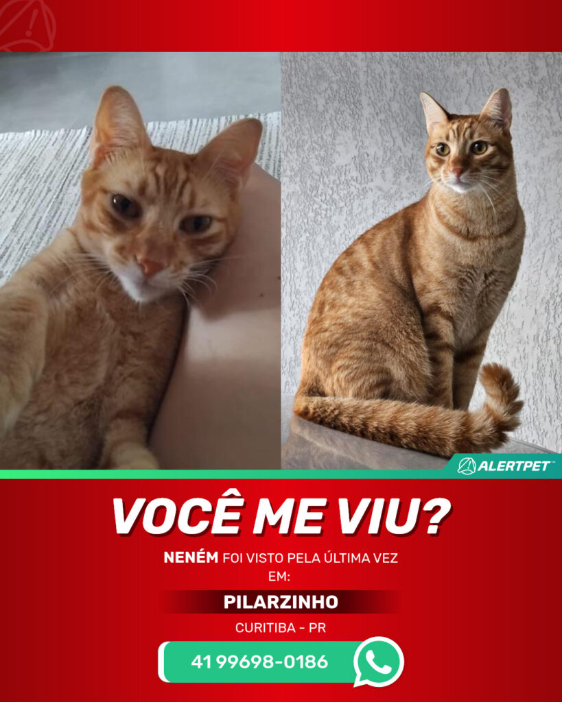 nenem-gato-desaparecido-curitiba-16-10-2025_lost_image