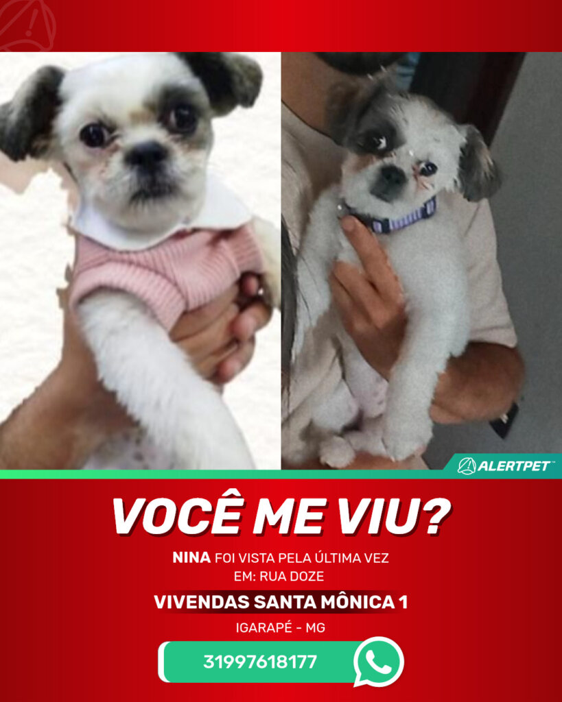 nina-cachorro-desaparecido-igarape-24-10-2025_lost_image