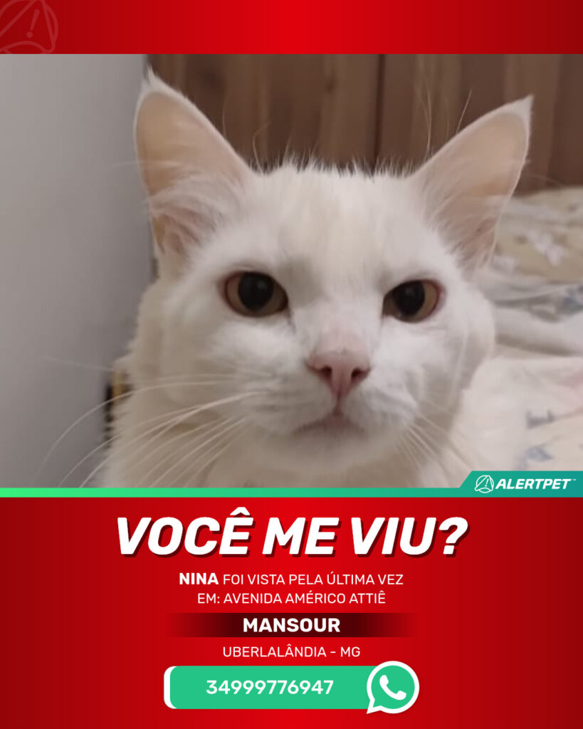 nina-gato-desaparecido-uberlalandia-29-10-2025_lost_image