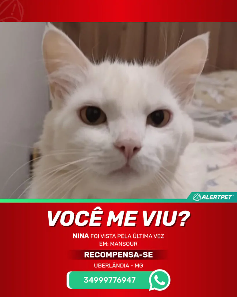 nina-gato-desaparecido-uberlandia-29-10-2025_lost_image