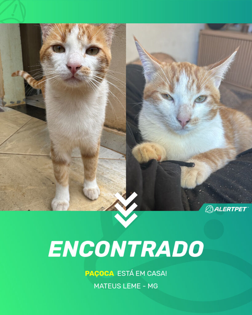 pacoca-gato-desaparecido-mateus-leme-15-10-2025_found_image
