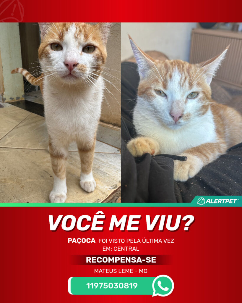 pacoca-gato-desaparecido-mateus-leme-15-10-2025_lost_image
