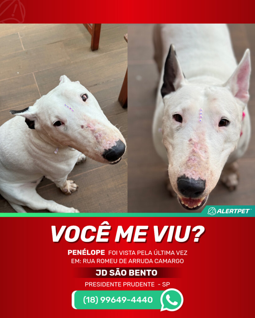 penelope-cachorro-desaparecido-presidente-prudente-27-10-2025_lost_image