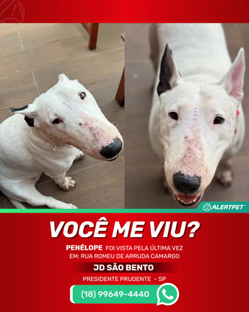 penelope-cachorro-desaparecido-presidente-prudente-27-10-2025_lost_image