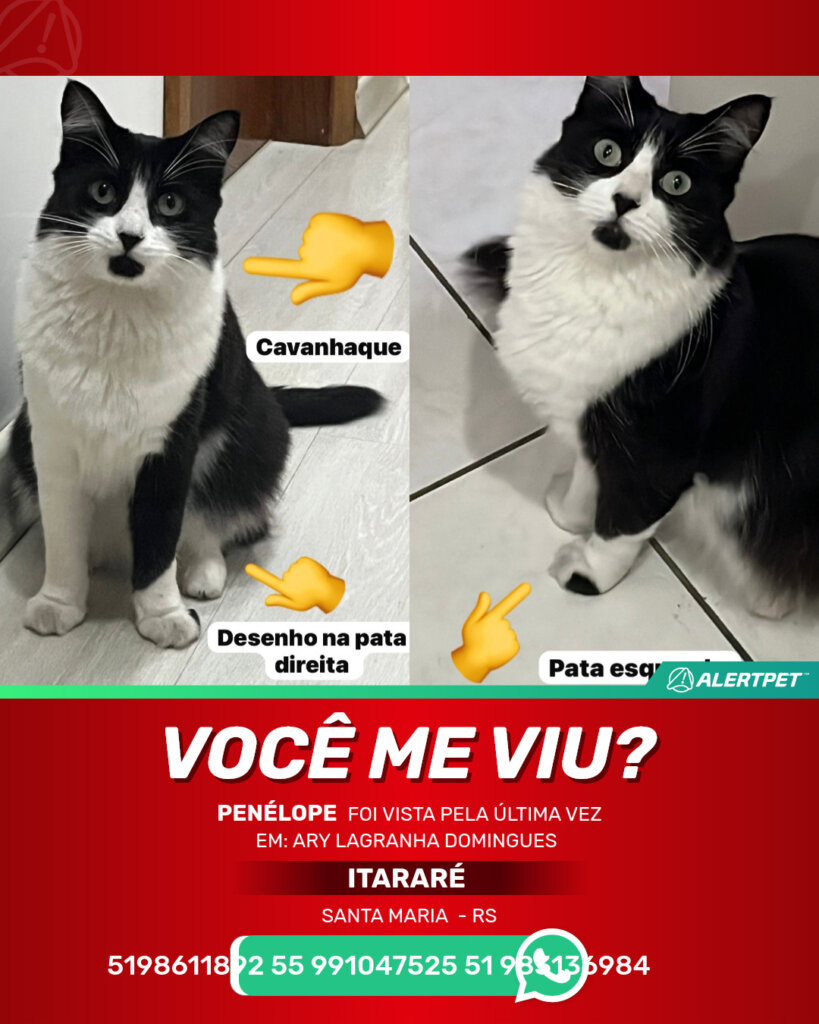 penelope-gato-desaparecido-santa-maria-26-10-2025_lost_image