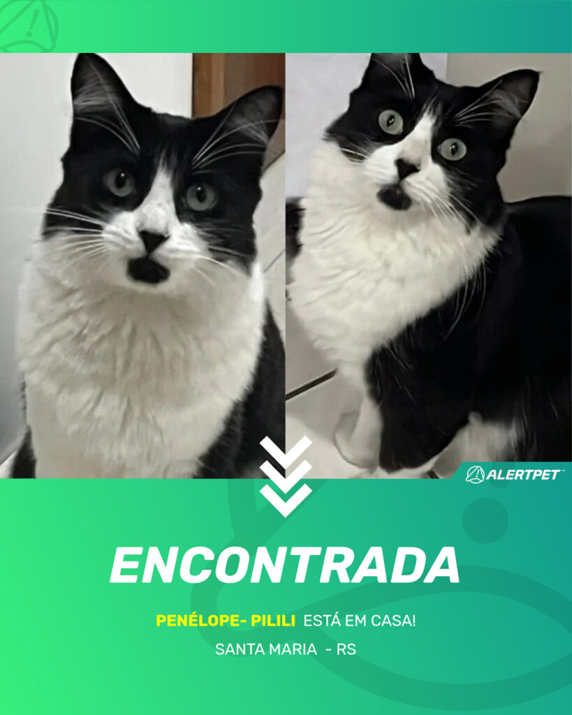 penelope-pilili-gato-desaparecido-santa-maria-26-10-2025_found_image