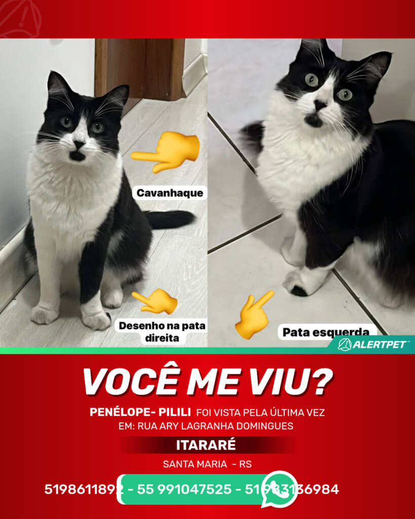 penelope-pilili-gato-desaparecido-santa-maria-26-10-2025_lost_image