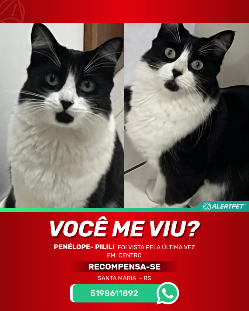 penelope-pilili-gato-desaparecido-santa-maria-26-10-2025_lost_image
