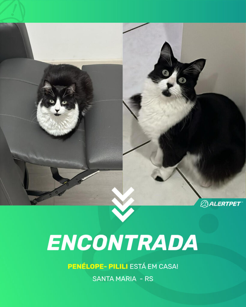 penelope-pilili-gato-desaparecido-santa-maria-27-09-2025_found_image