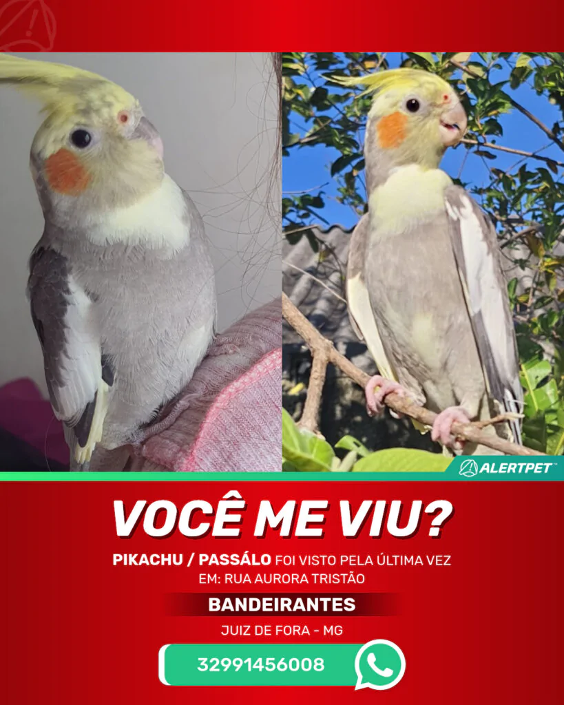 pikachu-passalo-passaro-desaparecido-juiz-de-fora-30-10-2025_lost_image