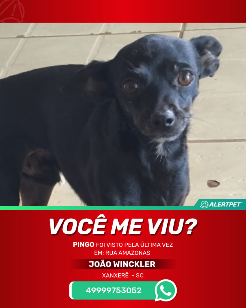 pingo-cachorro-desaparecido-xanxere-28-10-2025_lost_image