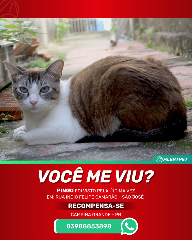 pingo-gato-desaparecido-campina-grande-26-10-2025_lost_image