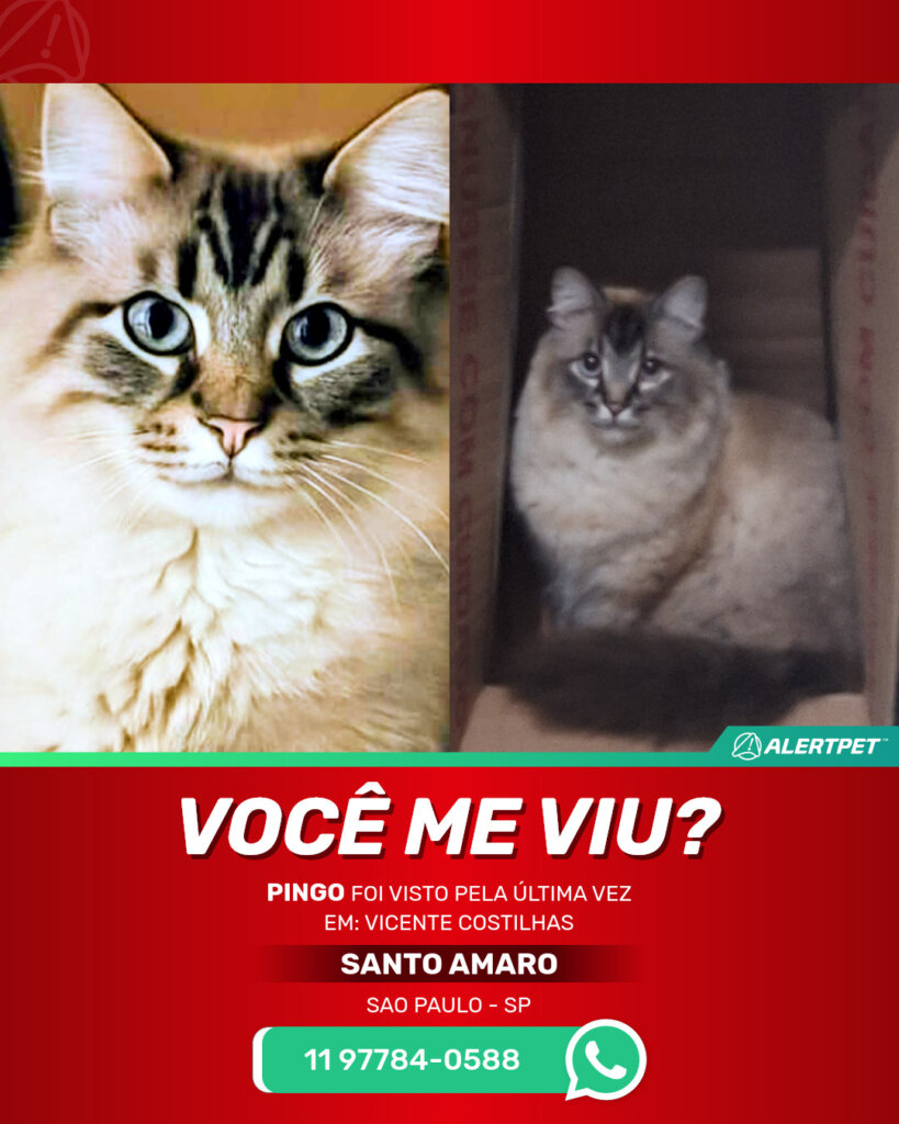pingo-gato-desaparecido-sao-paulo-28-10-2025_lost_image