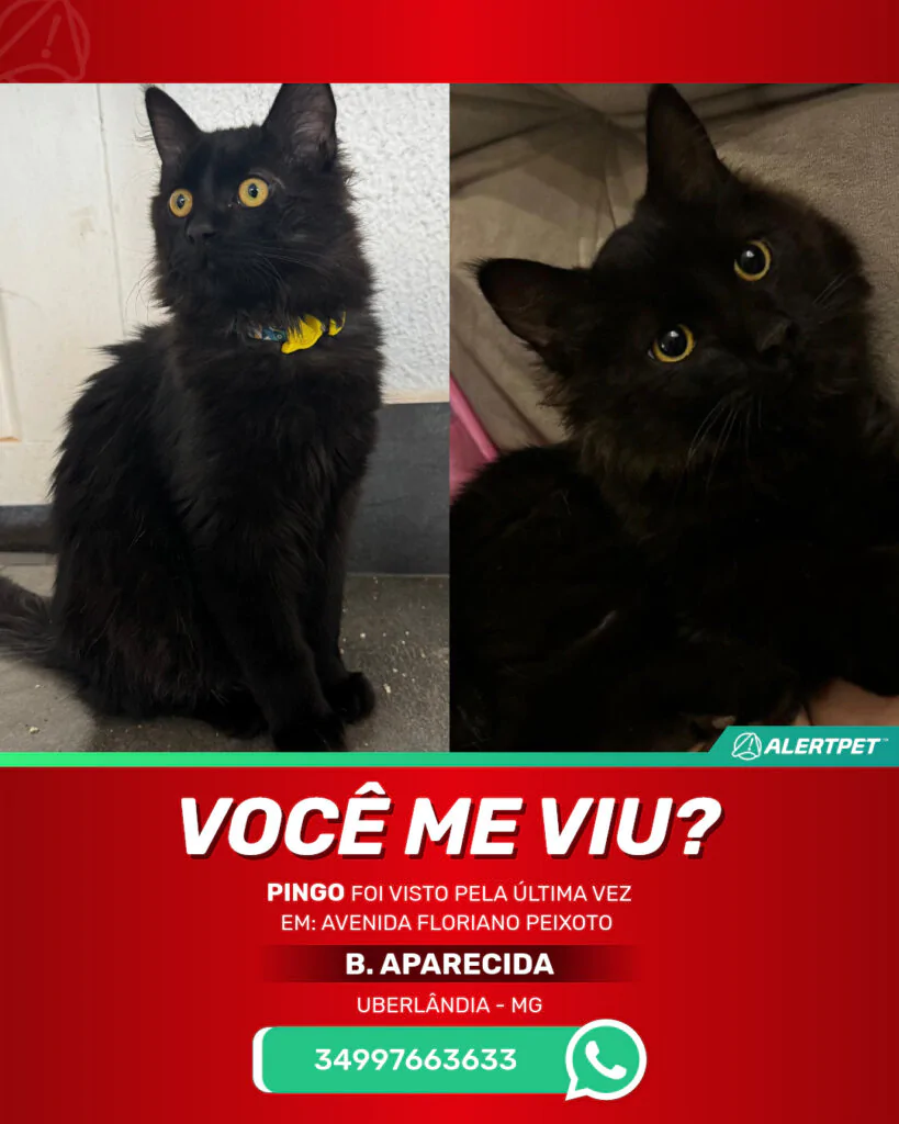 pingo-gato-desaparecido-uberlandia-30-10-2025-3_lost_image