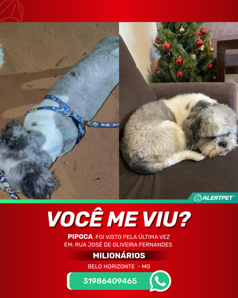 pipoca-cachorro-desaparecido-belo-horizonte-27-10-2025_lost_image