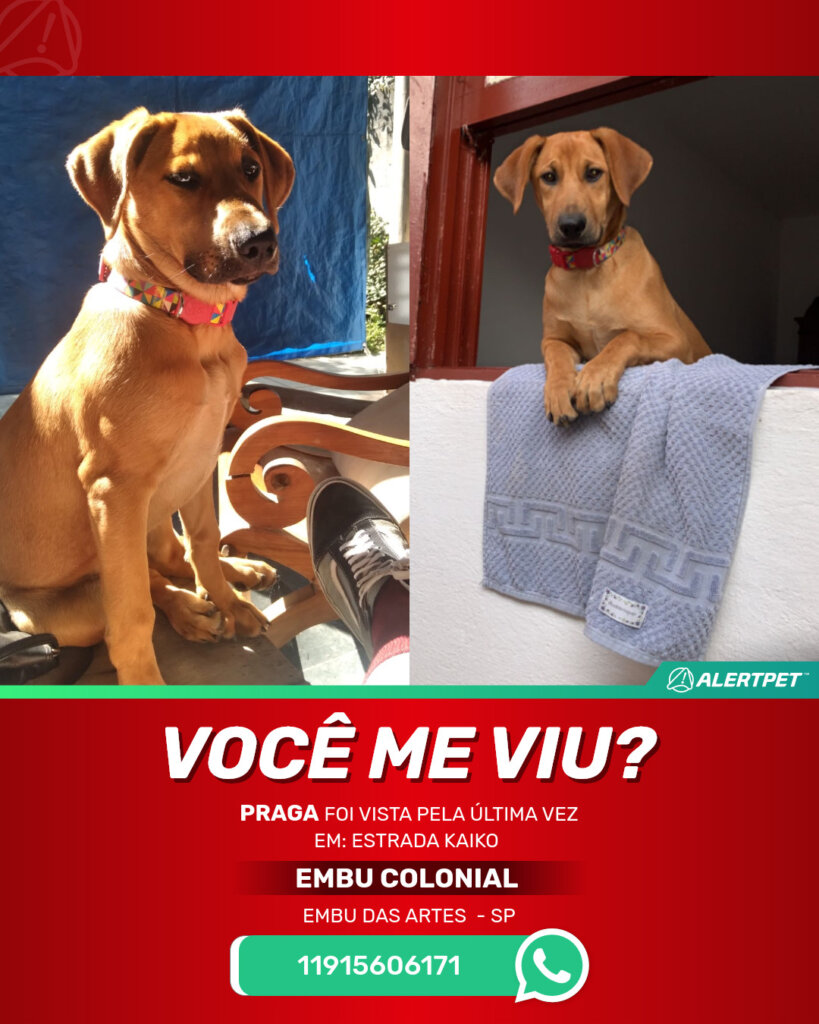 praga-cachorro-desaparecido-embu-das-artes-29-10-2025-2_lost_image
