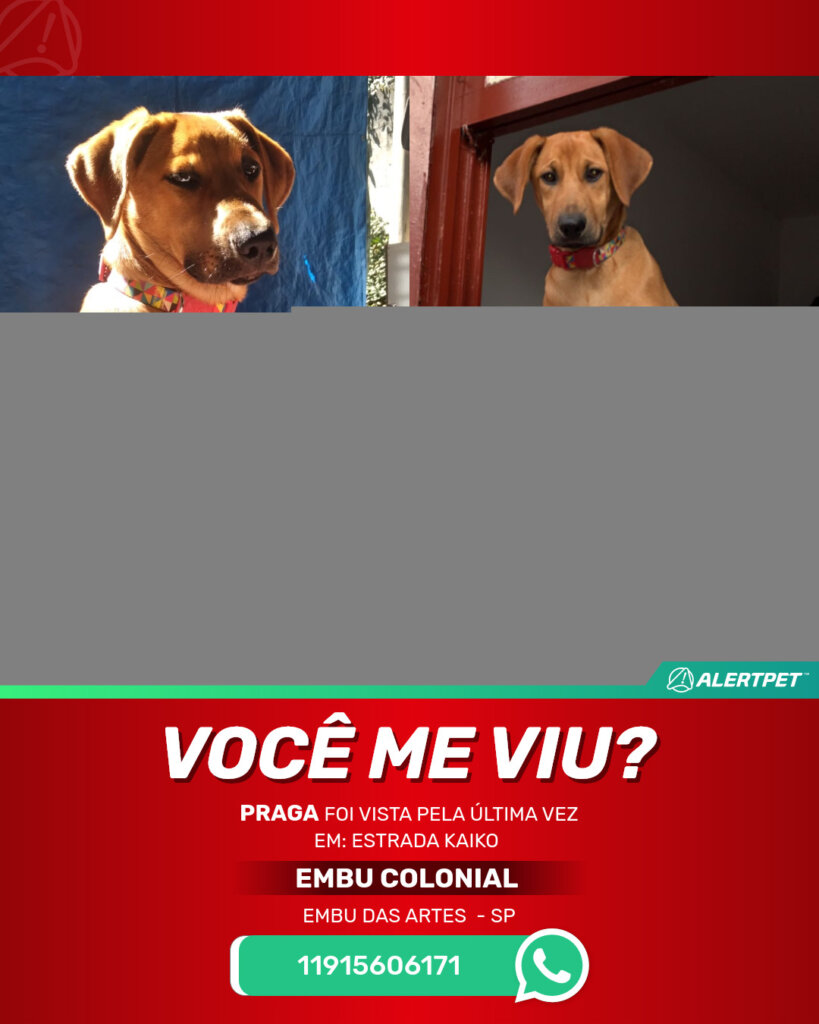 praga-cachorro-desaparecido-embu-das-artes-29-10-2025-3_lost_image