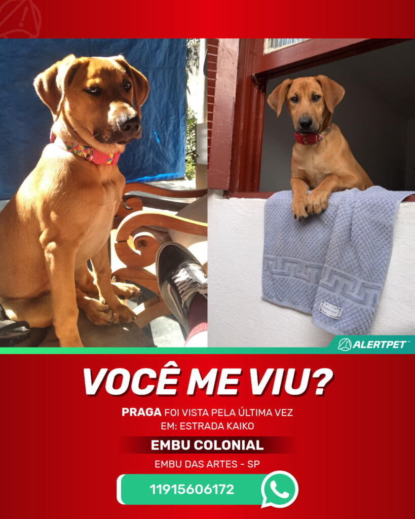 praga-cachorro-desaparecido-embu-das-artes-29-10-2025_lost_image