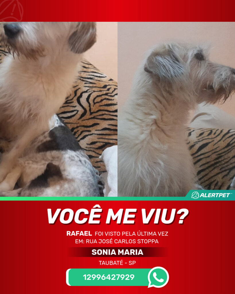 rafael-cachorro-desaparecido-taubate-29-10-2025_lost_image