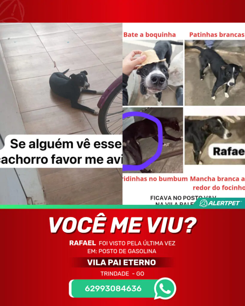 rafael-cachorro-desaparecido-trindade-24-10-2025_lost_image