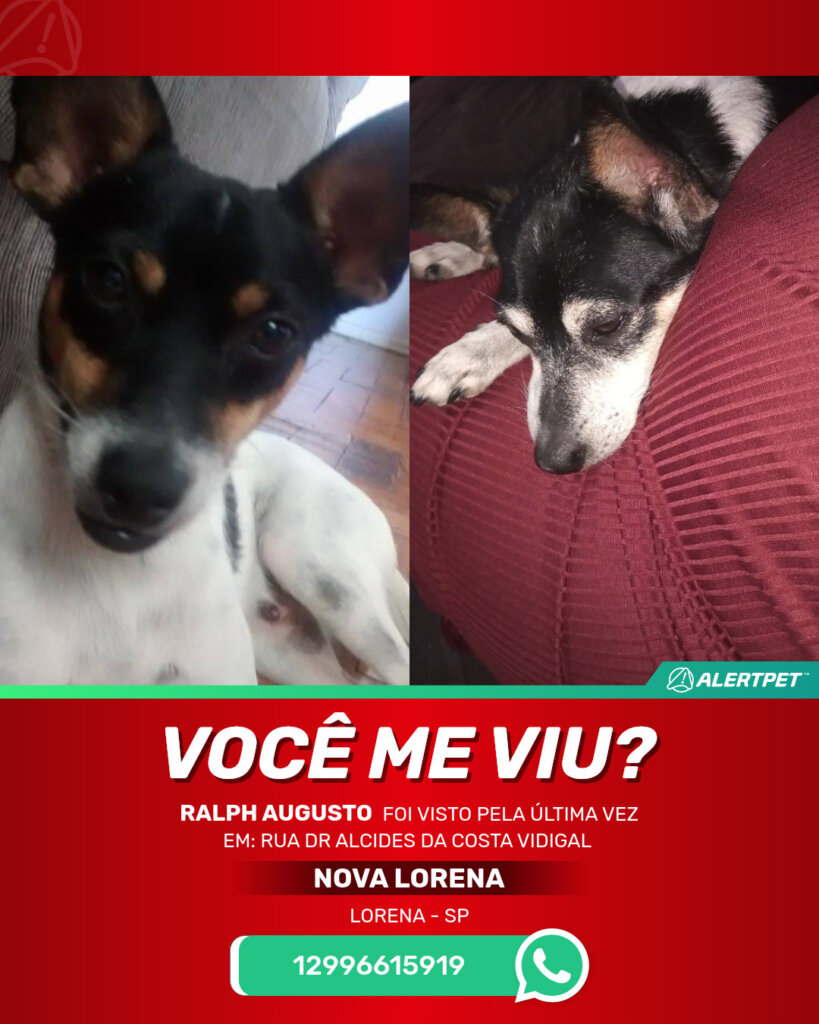 ralph-augusto-cachorro-desaparecido-lorena-30-10-2025_lost_image