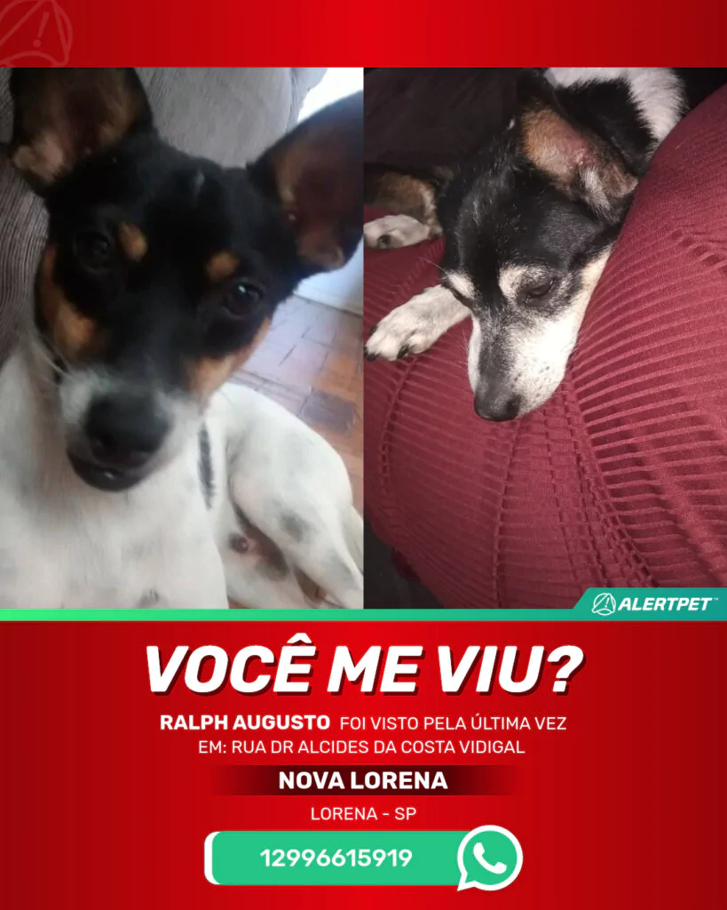 ralph-augusto-cachorro-desaparecido-lorena-30-10-2025_lost_image