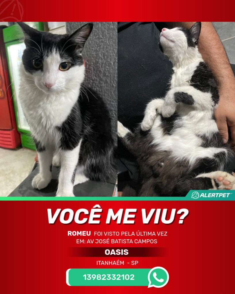 romeu-gato-desaparecido-itanhaem-28-10-2025_lost_image