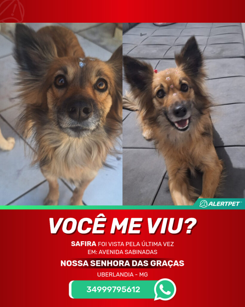 safira-cachorro-desaparecido-uberlandia-09-10-2025_lost_image