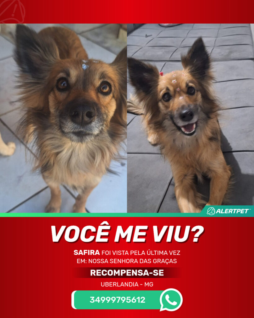 safira-cachorro-desaparecido-uberlandia-09-10-2025_lost_image